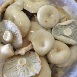 Kako kiseliti mliječne gljive: kisele, hrskave, najbolji recepti za kuhanje sa fotografijama